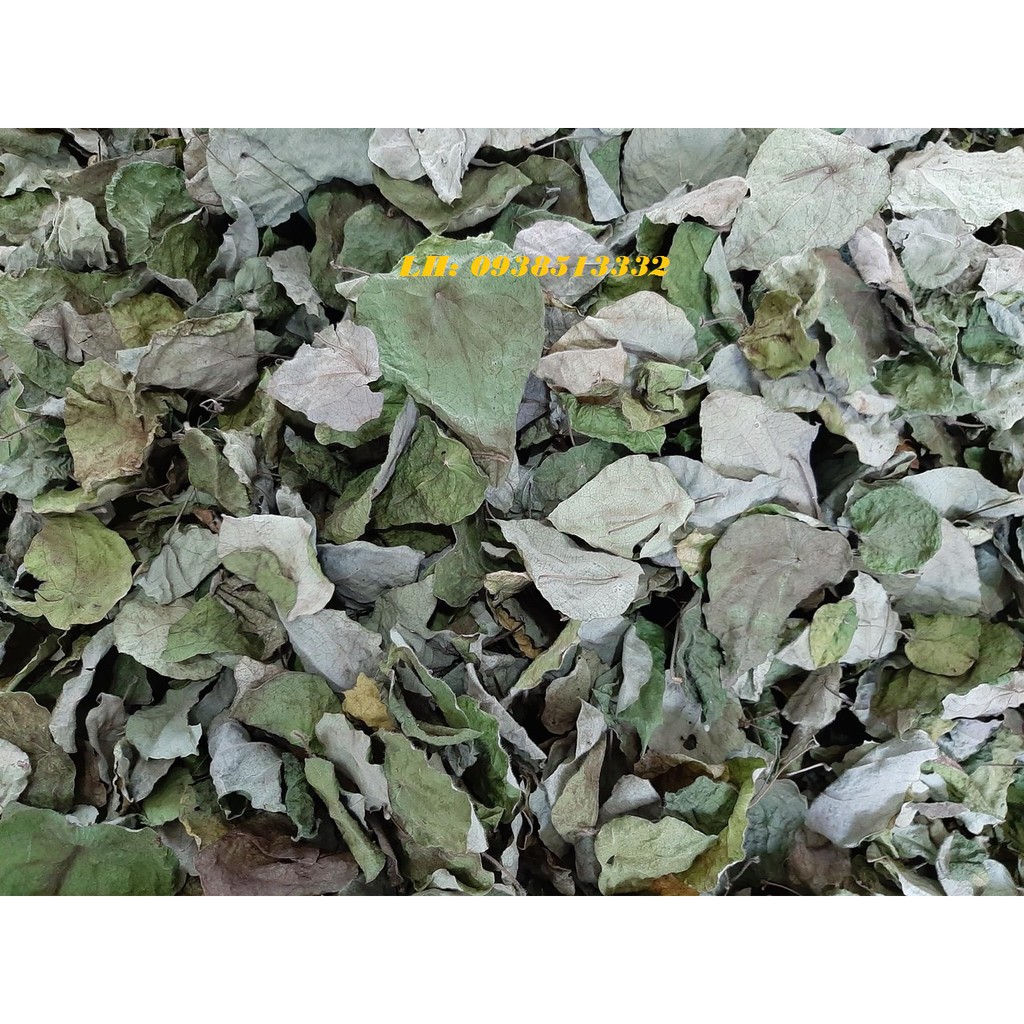 LÁ SƯƠNG SÂM KHÔ LÀM THẠCH SƯƠNG SÂM