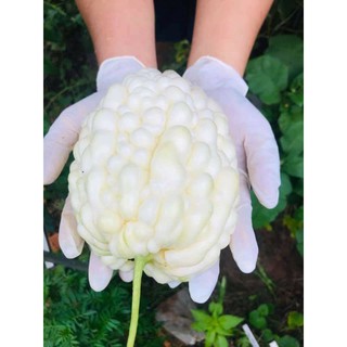 [Hạt Giống Đài Loan] Mướp Đắng Trái Tim Trắng Đài Loan(Gói lẻ 5 hạt)