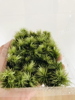 Rêu Giganteum ( hộp 10cm x15cm)