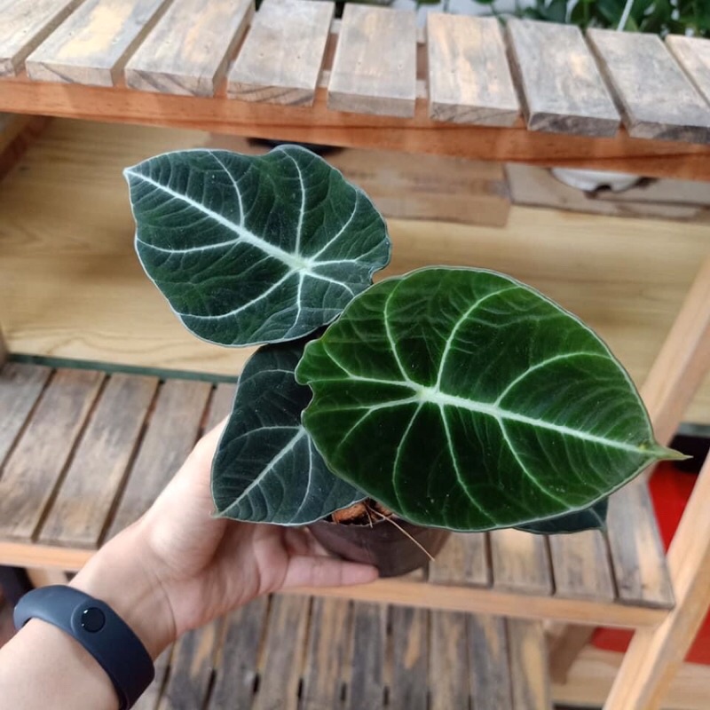 Cây indoor, kiểng lá Alocasia black velvet
