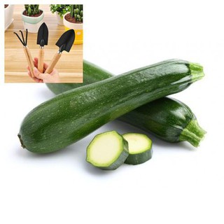 Hạt giống Bí Ngồi Xanh 10 Hạt TẶNG BỘ LÀM VƯƠN MINI