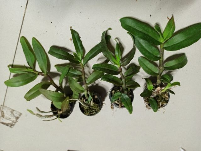 Hoa lan Trầm Nestor lai