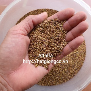 Hạt giống cỏ Alfalfa
