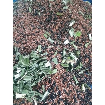 trà đậu đen, gạo lứt lá dứa, XẠ ĐEN [ NHÀ LÀM RANG CỦI ]Tặng kèm cỏ ngọt