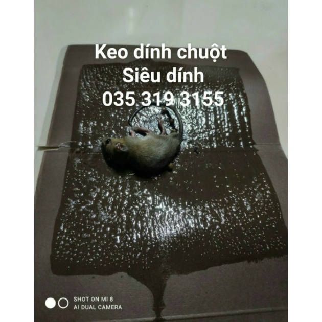 Keo bẫy chuột siêu dính 1 tấm bảo vệ vườn tược, nhà cửa