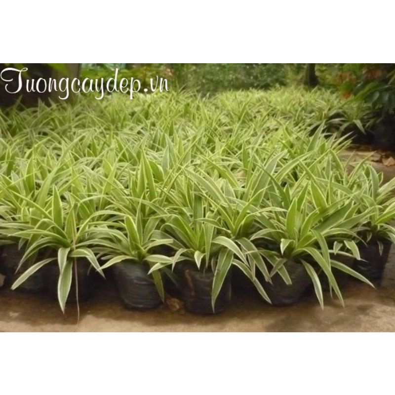 Chậu cây mến khách/Dây nhện/cỏ nhện