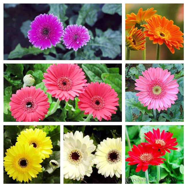 #Hạt_Giống_Hoa_Đồng_Tiền_Mix