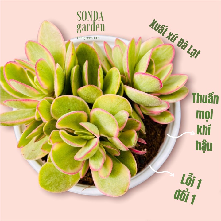 Sen đá bướm var mini SONDA GARDEN size trung bình 10-12cm, cây cảnh trang trí nhà cửa, lỗi 1 đổi 1