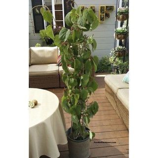 Hạt giống Kiwi 30 hạt