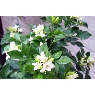 1 CÂY NGUYỆT QUẾ GIỐNG