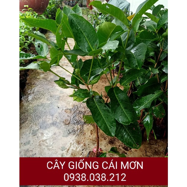 CÂY GIỐNG MẬN ROI XANH - MẬN XANH TAM HOA ( CÂY CHIẾT CÀNH )