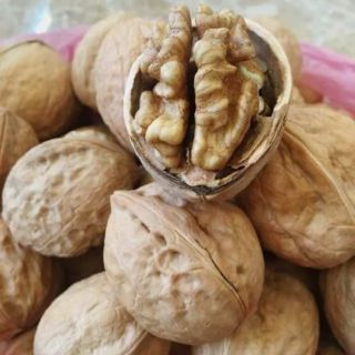 óc chó Việt