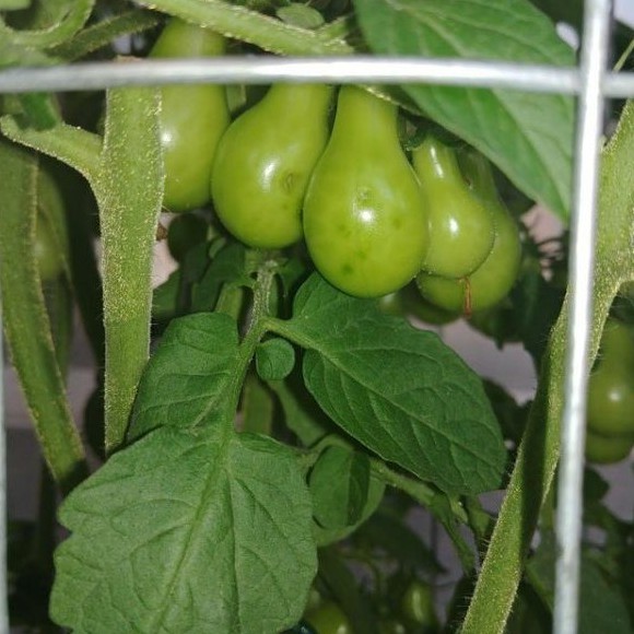50H - Hạt giống cà chua ngọc trai xanh F1 (trái lê xanh)
