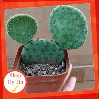 Xương rồng tai thỏ micky🍏 |FREESHIP| 🔥 XỨ NÓNG, ĐÃ THUẦN KHÍ HẬU, KHOẺ ĐẸP 🍏 LỖI 1 ĐỔI 1
