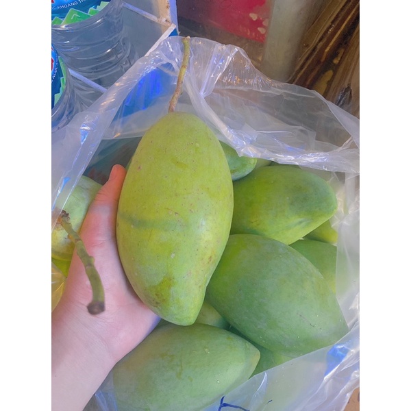 XOÀI CÁT HOÀ LỘC LOẠI 1