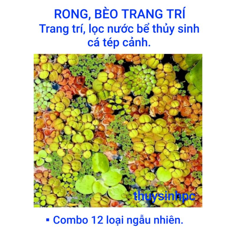 10 loại cây thủy sinh trang trí bể thủy sinh cá cảnh