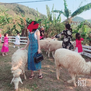 Sét yếm bò