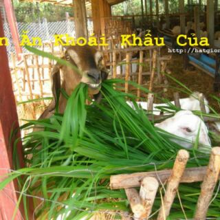 Giống cỏ Mombasa