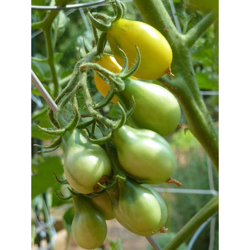 HẠT GIỐNG CÀ CHUA CHERRY VÀNG chùm nhiếu trái) túi 20hạt