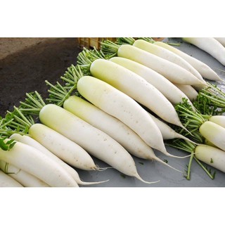 Hạt giống củ cải trắng hà nội