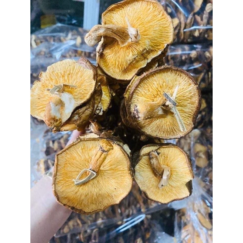 nấm hương rừng | BigBuy360 - bigbuy360.vn