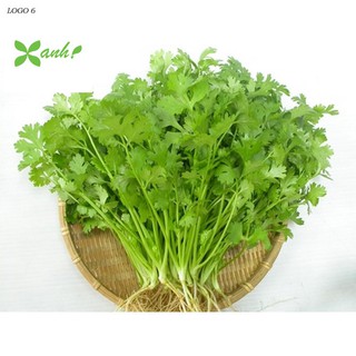 Hạt giống ngò rí 20g
