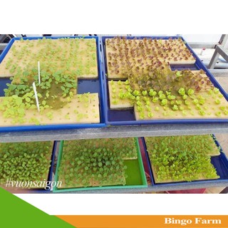 Mút xốp ươm hạt loại 96 viên
