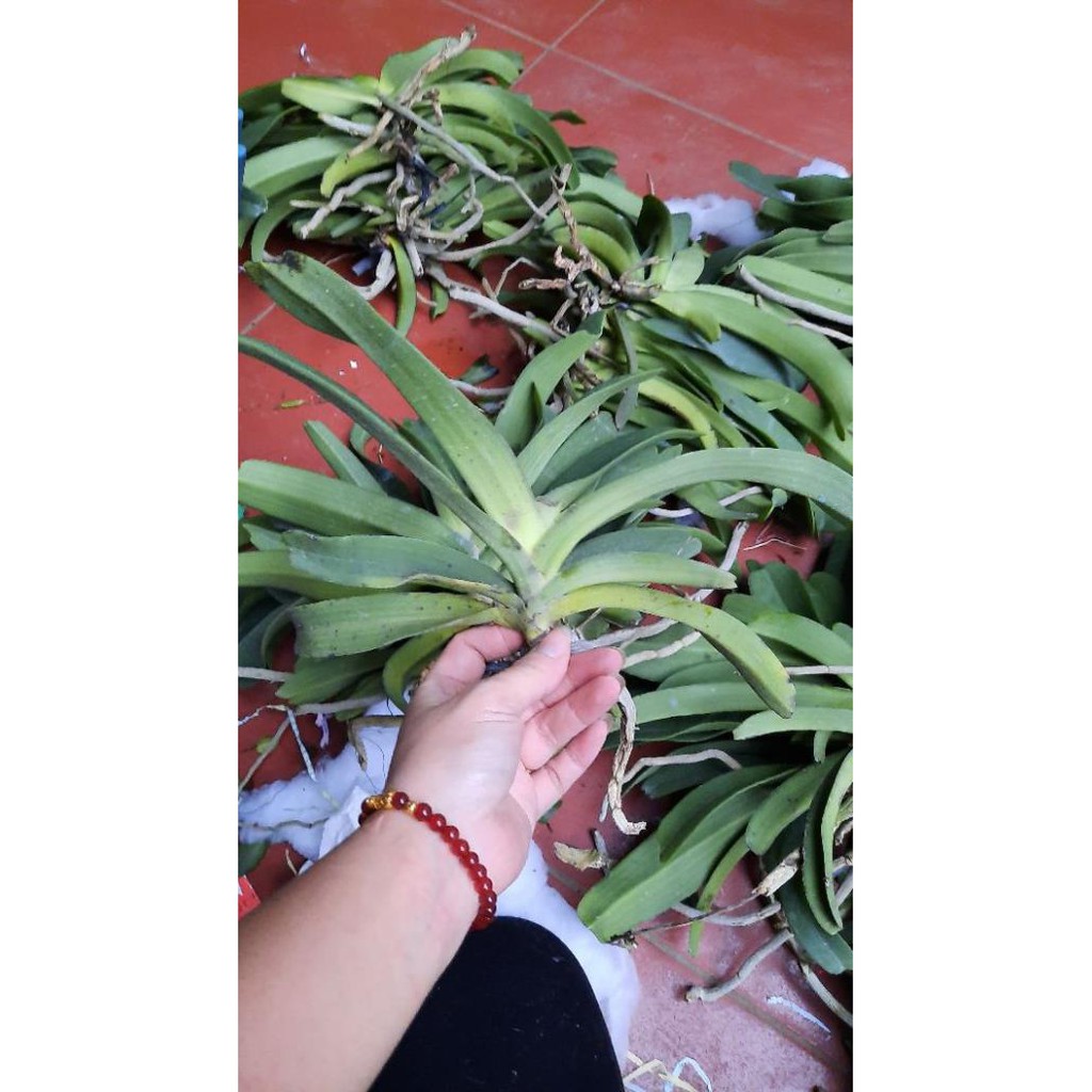 Hoa phong lan đai châu rừng