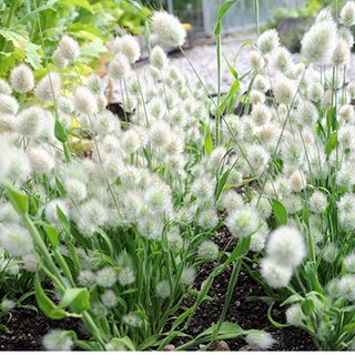 Hạt giống cỏ đuôi thỏ - 1 gói 100 hat - STHG2
