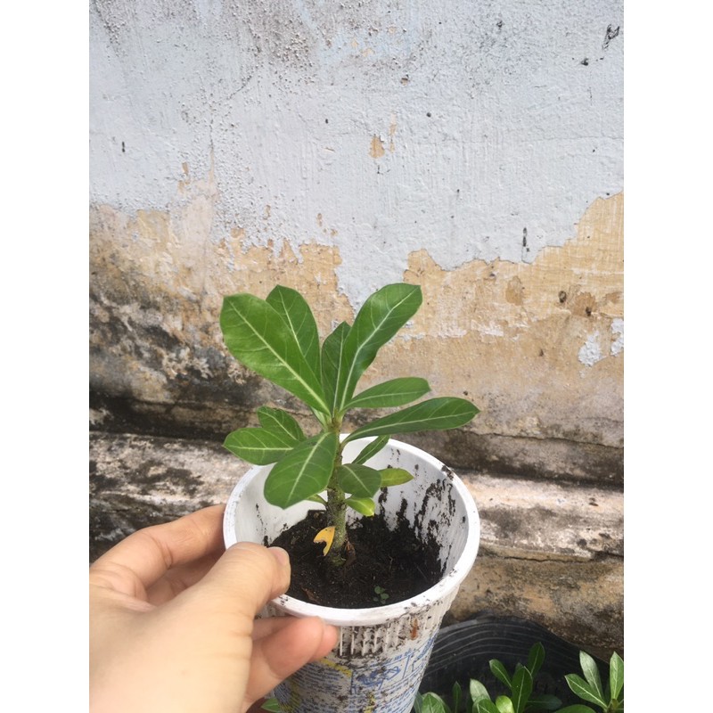 Cây sứ con màu ngẫu nhiên