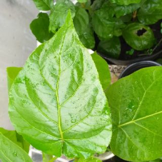 Cây giống cà chua thân gỗ.