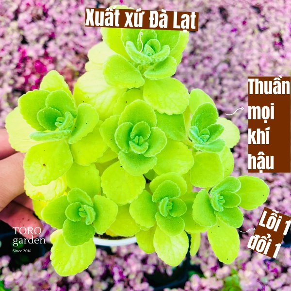 SEN THƠM NHẤT MẠT HƯƠNG ĐÀ LẠT SIZE TRUNG BÌNH, SIÊU KHOẺ ĐẸP, THUẦN MỌI KHÍ HẬU, HƯ 1 ĐỔI 1