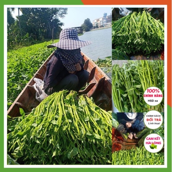 Hạt giống rau muống chùm 1KG siêu ngọn Thái lan F1 trồng nước bùn NGỌN TO MẬP - hạt giống rau củ quả 4 mùa chịu nhiệt
