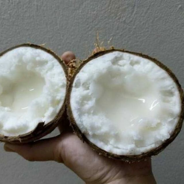 Dừa Sáp đặc ruột loại 1 trái 1 ký