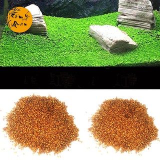 [Tâm Ý][Tặng cây mini] Hạt giống cây thủy sinh cỏ thực vật dùng cho bể cá hồ cá thủy sinh