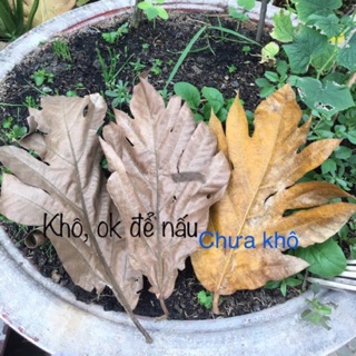 200g  Lá sa kê khô rụng tự nhiên