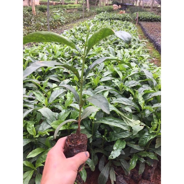 100 hạt nhàu giống