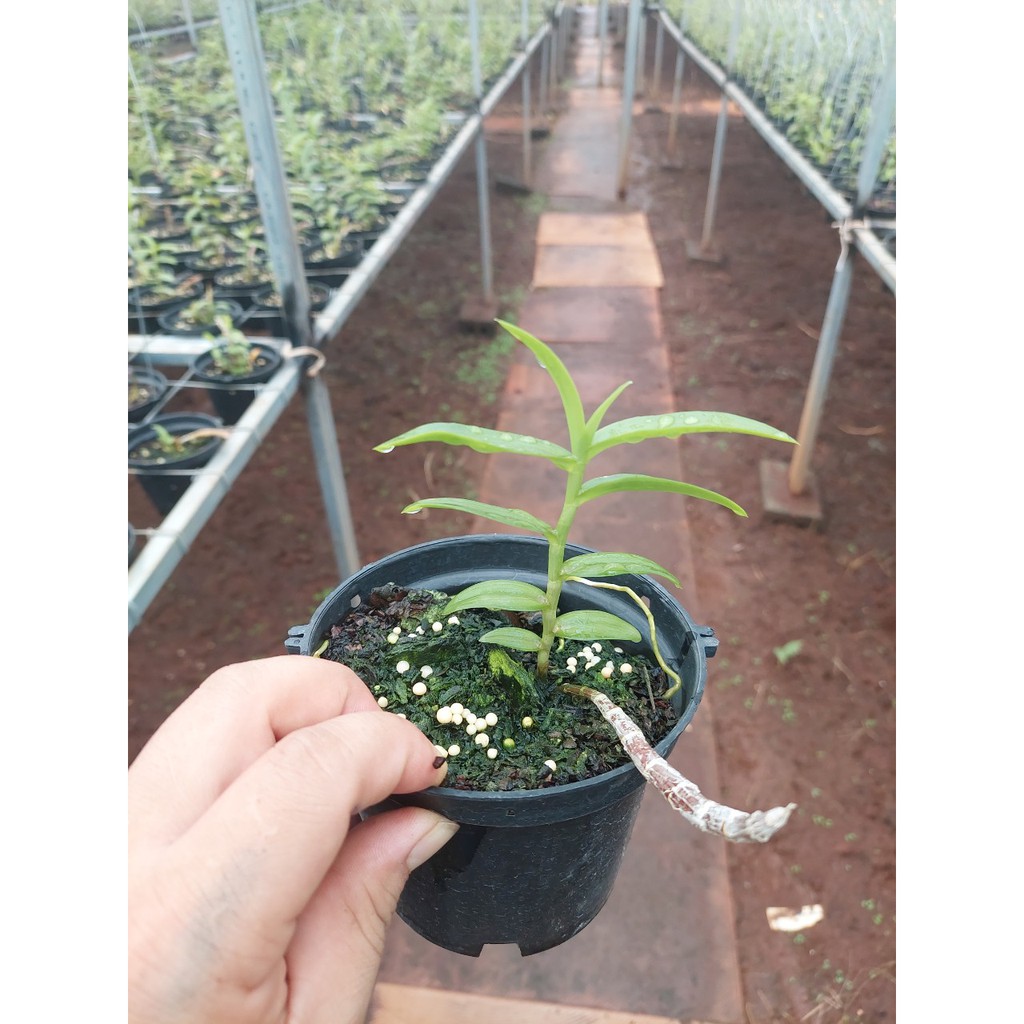 Lan phi điệp cây giống xanh sạch cao 7-15cm mặt hoa xổ số FR1