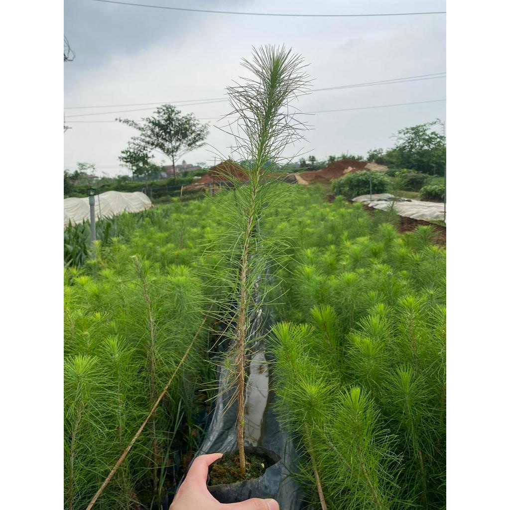 Cây giống Thông caribe cây cao 35-45 cm  #cây_giống #cây_thông_caliber