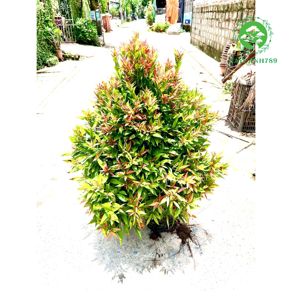 Cây hồng lộc cao 1m .