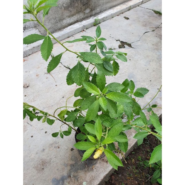Chậu hoa đông hầu