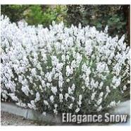 50H - Hạt giống hoa Lavender trắng tuyết  - thơm hơn nước hoa