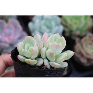 SEN ĐÁ MÁ HỒNG (SEN ĐÁ SIÊU XINH, ĐÃ THUẦN KHÍ HẬU)