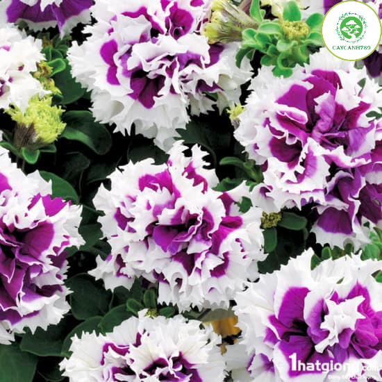 Cây dạ yến thảo Kép - Đơn (ảnh thật số 2) - Chỉ giao miền bắc