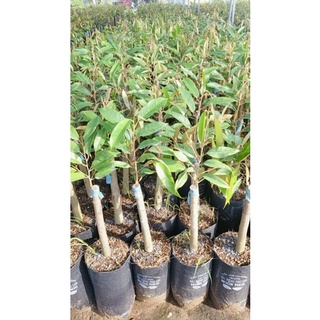 BẦU ĐẤT SẦU RIÊNG RI6 CƠM VÀNG HẠT LÉP (ĐỌT CỨNG GỐC TO )