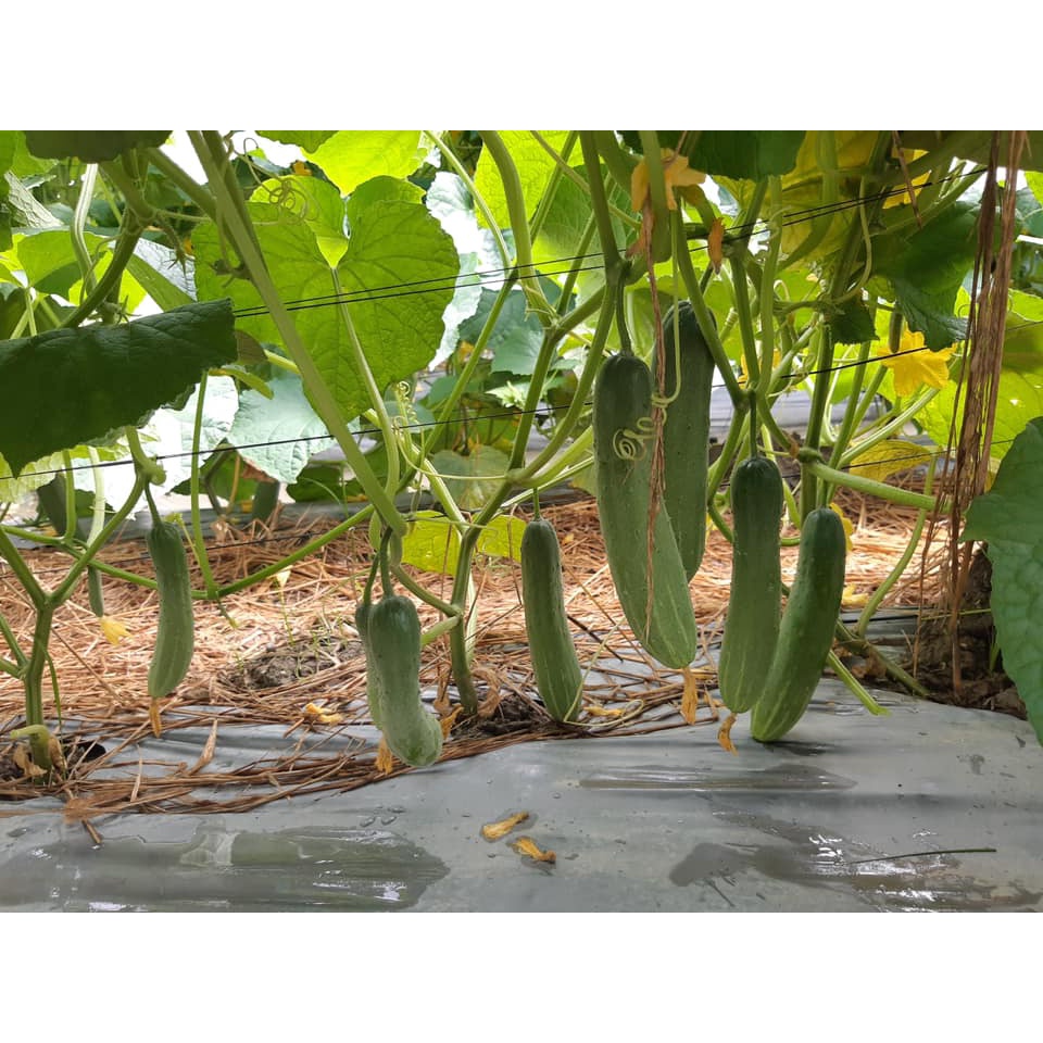 Hạt Giống Dưa Leo AGRI MEKONG 666 -