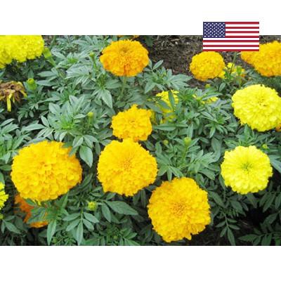 Hạt giống hoa cúc vạn thọ bông to vàng (50 hạt) USA