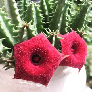 Cây sao biển mắt hồng (Huernia Pink Eye)