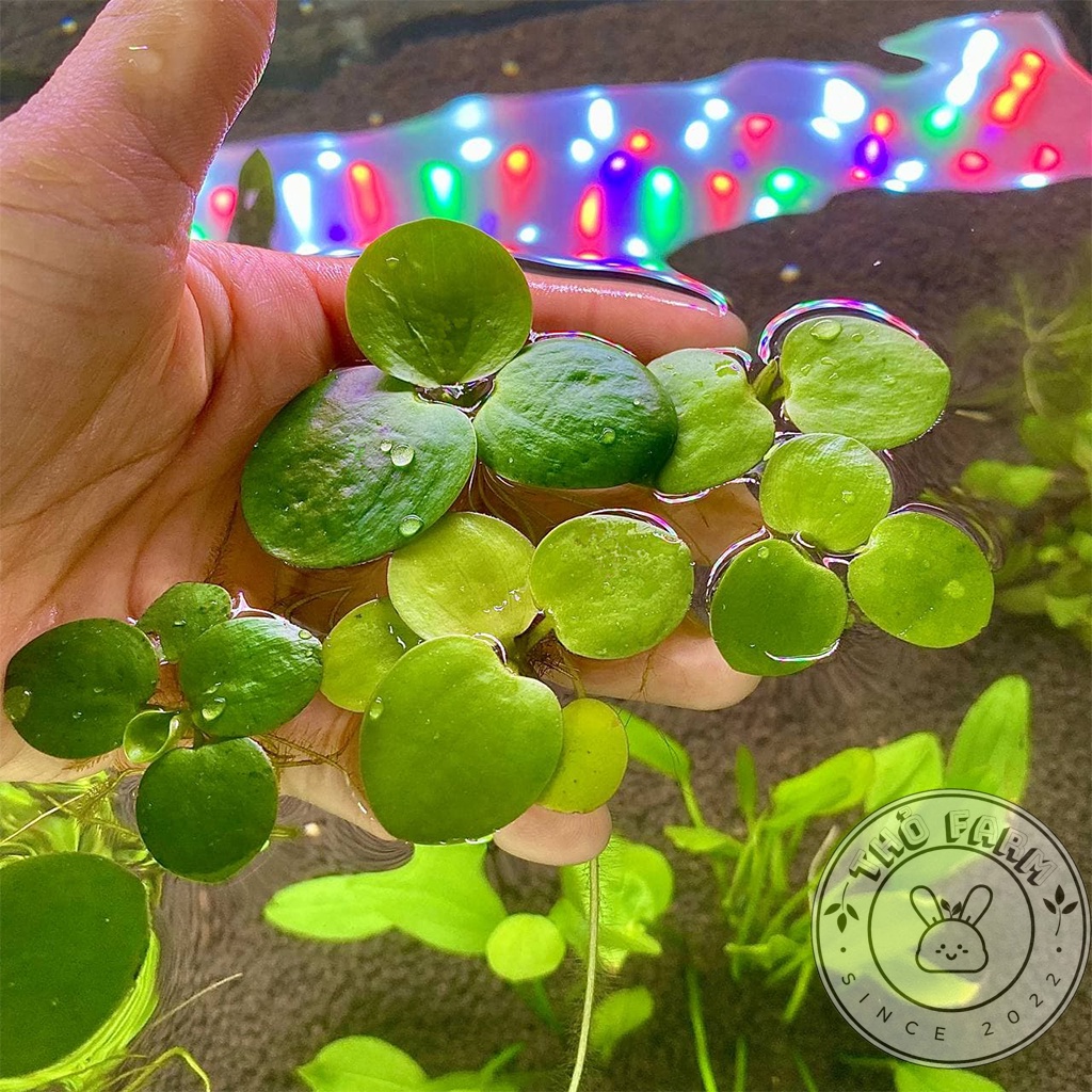 Bèo Nhật siêu phẩm hồ thủy sinh dễ trồng