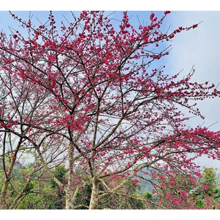 2 cây hoa anh đào kép 8 tháng ra hoa